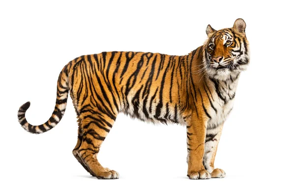 Oldalnézet Profil Egy Tigris Álló Elszigetelt Fehér — Stock Fotó
