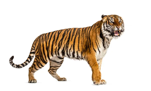 Ходячий Тигр Показывает Свой Зуб Выглядит Агрессивным Изолированным — стоковое фото