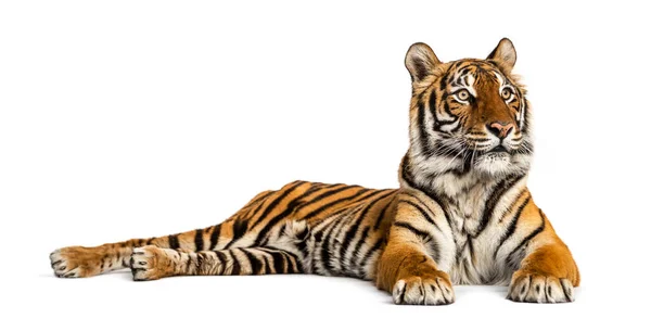 Tiger Lying Isolated White — Stock Photo, Image