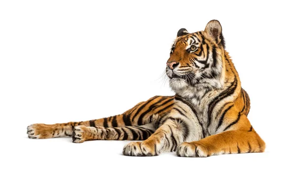 Tiger Legt Sich Isoliert Auf Weiß — Stockfoto