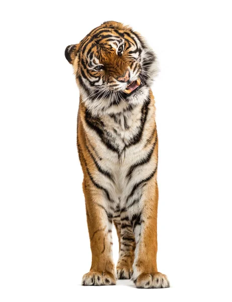 Porträt Eines Tigers Der Seinen Zahn Zeigt Und Aggressiv Isoliert — Stockfoto
