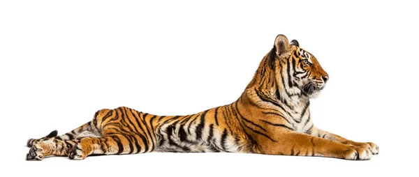 Tiger Legt Sich Isoliert Auf Weiß — Stockfoto