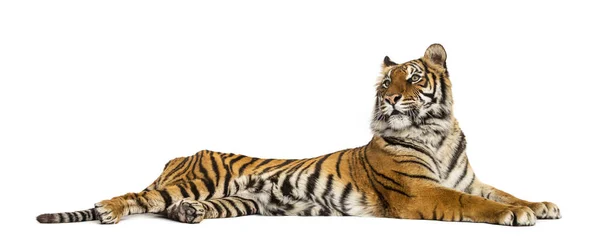 Τίγρης Ξαπλωμένος Απομονωμένος Στο Λευκό — Φωτογραφία Αρχείου