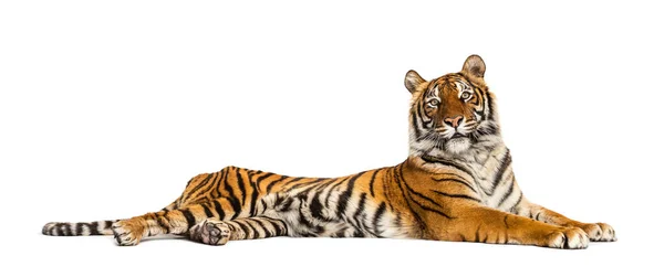 Tiger Legt Sich Isoliert Auf Weiß — Stockfoto