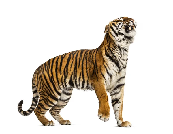 Walkingtiger Visar Sin Tand Och Ser Aggressiv Isolerad — Stockfoto