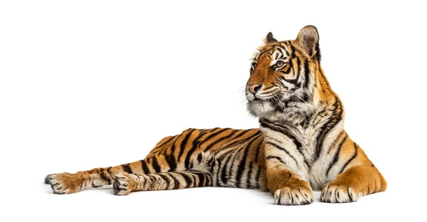 Tiger Liggande Isolerad Vitt — Stockfoto