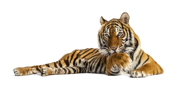 老虎躺在地上清洁自己 被白色隔离 — 图库照片