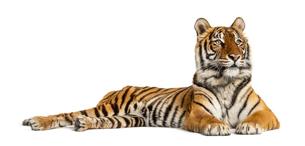 Tiger Lying Isolated White — Stock Photo, Image