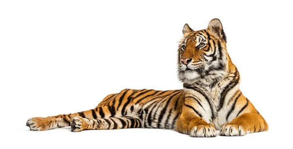 Тигр Лежит Изолированный Белом — стоковое фото