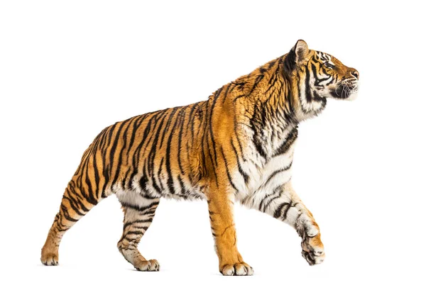 Zijaanzicht Van Een Tiger Die Wegloopt Geïsoleerd Wit — Stockfoto