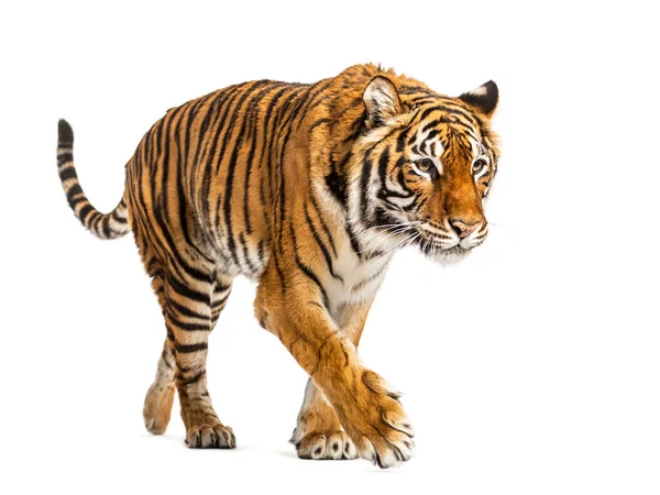 Tiger Sipprar Och Närmar Sig Isolerad — Stockfoto