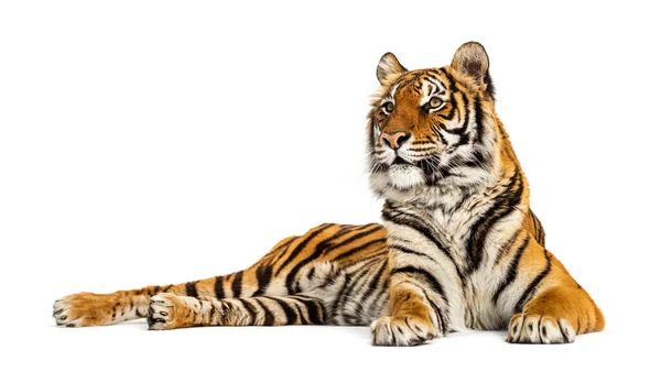 Tigris Feküdt Elszigetelt Fehér — Stock Fotó
