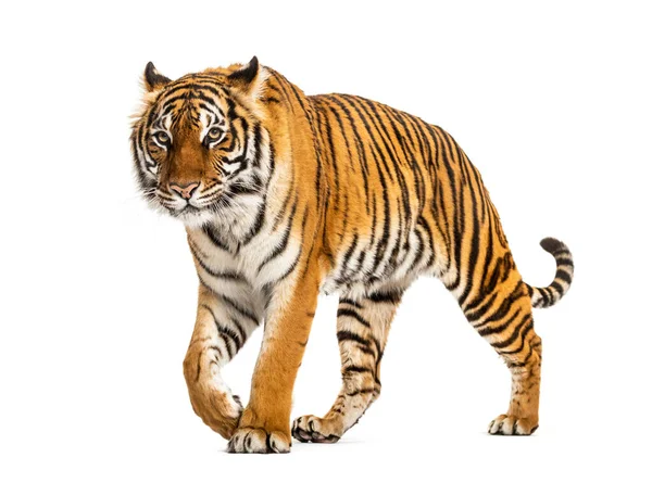 Tigre Rondando Acercándose Aislado — Foto de Stock