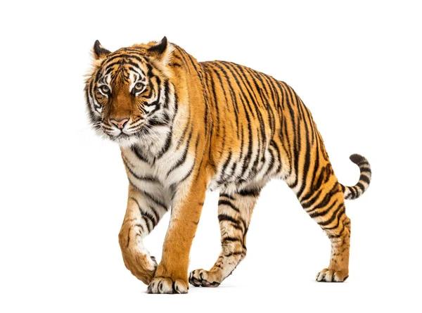 Tiger Prowling Approaching Isolated — Stock Photo, Image