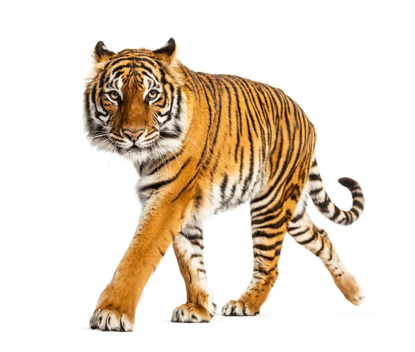 Tiger Sipprar Närmar Sig Och Tittar Kameran Isolerade — Stockfoto