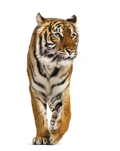 Tigre Andando Rondando Aproximando — Fotografia de Stock