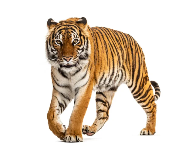 Tiger Prowling Approaching Looking Camera Isolated — Stock Photo, Image