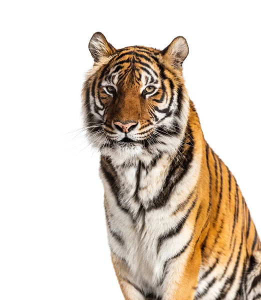 Tigerkopf Porträt Nahaufnahme Isoliert Auf Weiß — Stockfoto