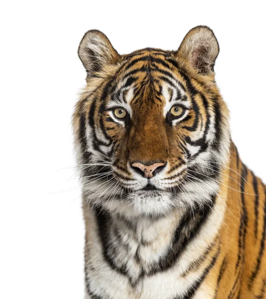 Portrait Tête Tigre Gros Plan Isolé Sur Blanc — Photo