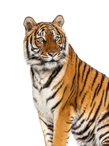 Tygří Portrét Hlavy Zblízka Izolovaný Bílém — Stock fotografie