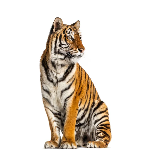 Tiger Sitting Isolated White — Stock Photo, Image