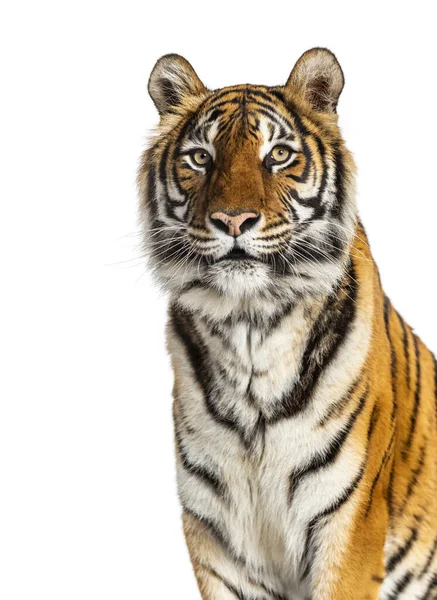 Portrait Tête Tigre Gros Plan Isolé Sur Blanc — Photo