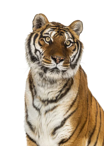 Portrait Tête Tigre Gros Plan Isolé Sur Blanc — Photo