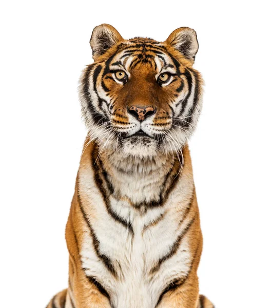 Gros Plan Sur Une Tête Tigre Regardant Caméra — Photo