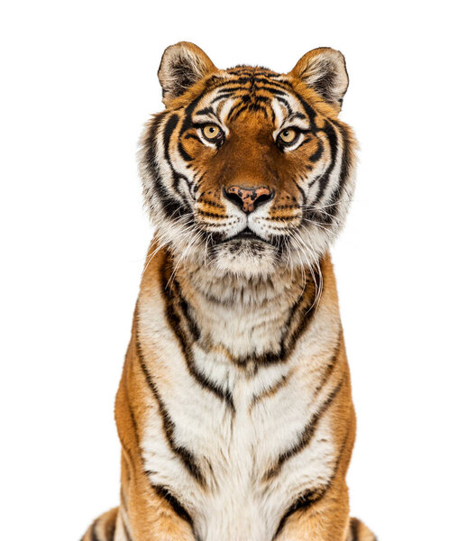 Close up on a head of a Tiger staring at the camera