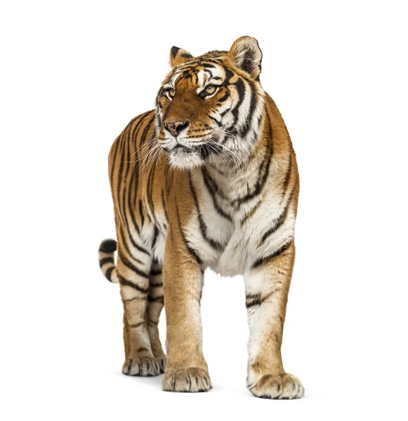 Tigris Áll Szemben Fehér Háttér — Stock Fotó