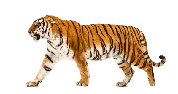 Vista Lateral Tigre Caminhando Isolado Branco — Fotografia de Stock