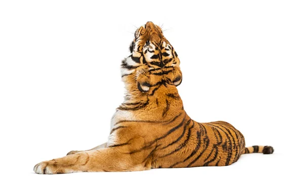Rückansicht Eines Tigers Der Sich Hinlegt Und Nach Oben Blickt — Stockfoto