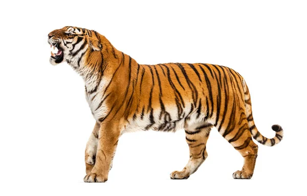 Τίγρης Δείχνει Hir Δόντι Αναζητούν Θυμωμένος — Φωτογραφία Αρχείου