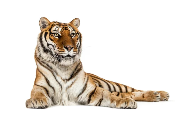 Tiger Lying Isolated White — Stock Photo, Image