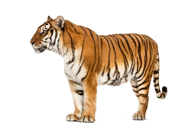 Πλευρική Άποψη Προφίλ Μιας Τίγρης Στέκεται Απομονώνονται Λευκό — Φωτογραφία Αρχείου