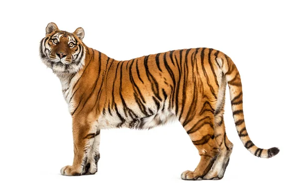 Side View Profile Tiger Standing Isolated White — Stock Photo, Image