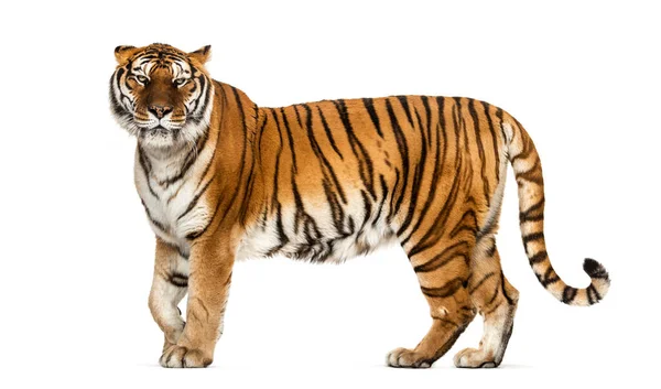 侧面看 老虎的侧面站立 与白色隔离 — 图库照片