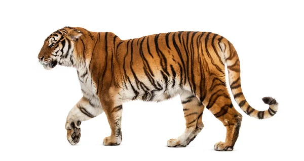 Vista Laterale Una Tigre Che Cammina Sembra Aggressiva — Foto Stock