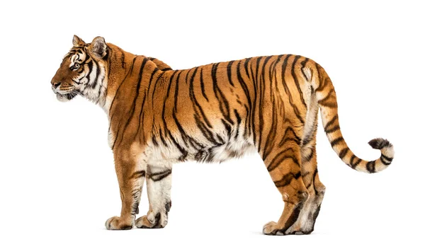 Sidovy Profil Tiger Stående Isolerad Vitt — Stockfoto