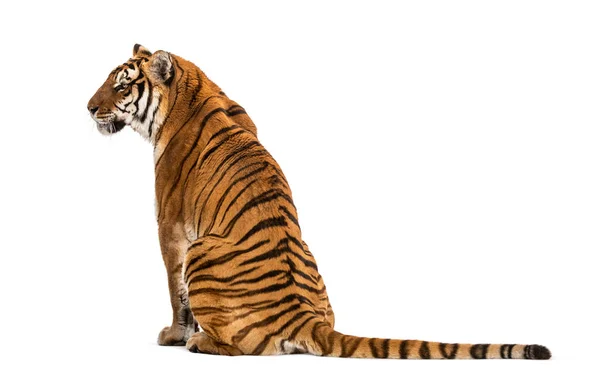 Visão Traseira Tigre Sentado Isolado Branco — Fotografia de Stock