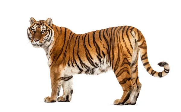 Tiger Poserar Framför Isolerad — Stockfoto