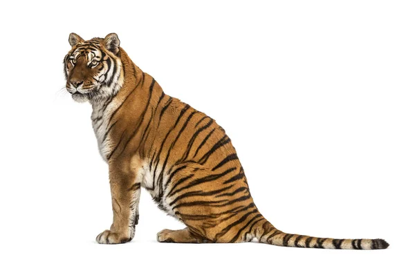 Vue Profil Tigre Assis Regardant Ailleurs — Photo