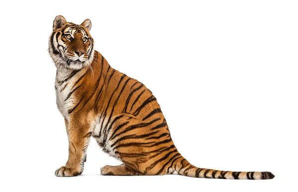 Profil Över Tiger Sitter Och Tittar Bort — Stockfoto