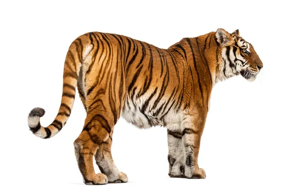 Back View Tiger Looking Away Isolated White — Stock Photo, Image