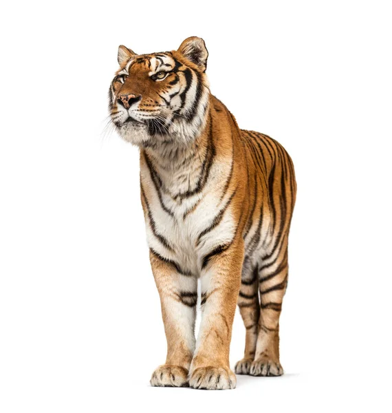Tiger Poserar Framför Isolerad — Stockfoto