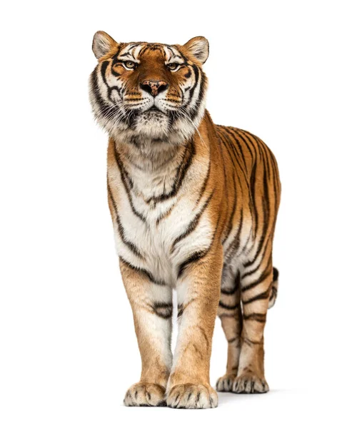 Tygr Pózující Vepředu Izolovaný — Stock fotografie