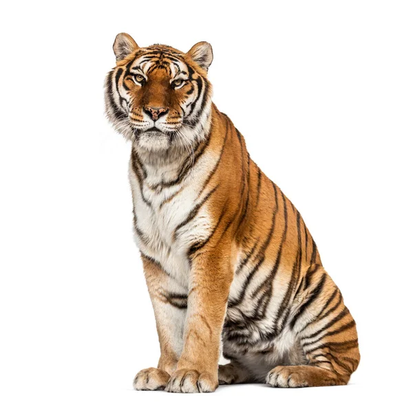 Tygrys Siedzi Dumnie Odizolowany Białym — Zdjęcie stockowe