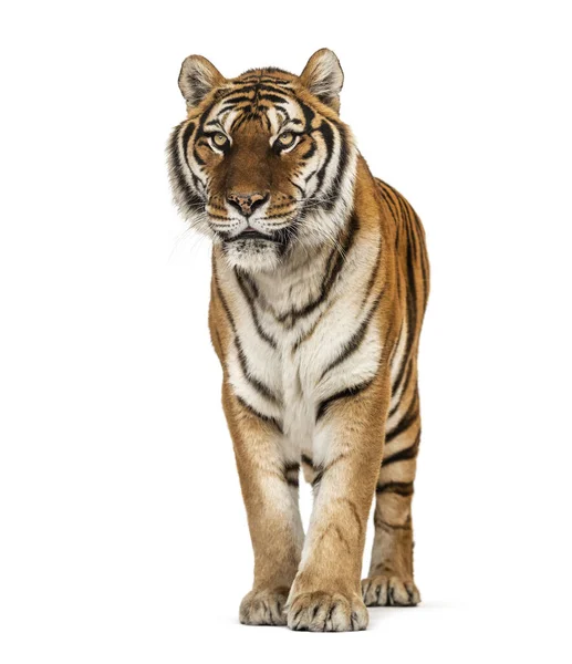 Tiger Standing White Background — Stock Photo, Image