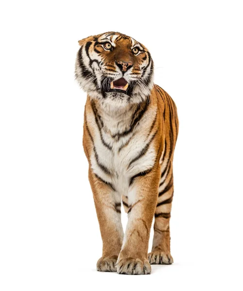 Wütender Tiger Zeigt Zähne Und Sieht Wütend Aus — Stockfoto