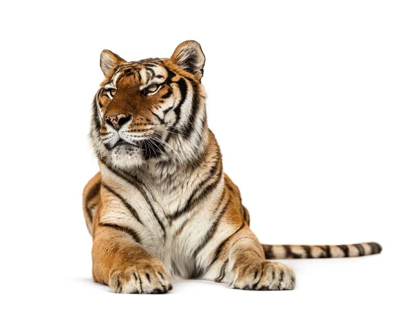 Tigre Acostado Aislado Sobre Blanco —  Fotos de Stock